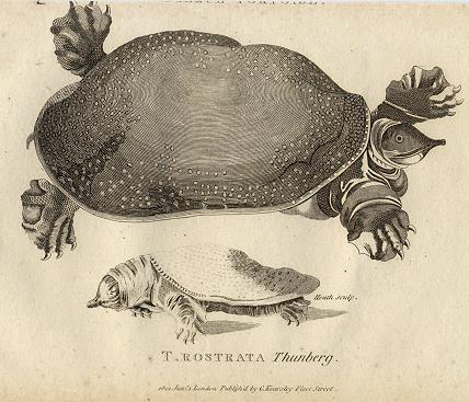 Softshell Turtle, 1819