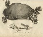 Softshell Turtle, 1819