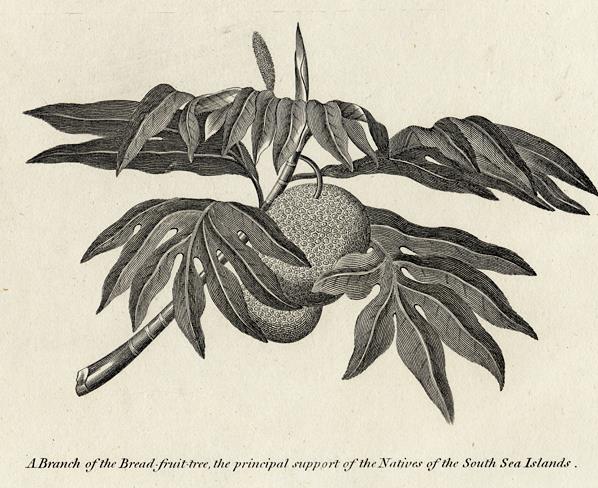 Breadfruit, 1817