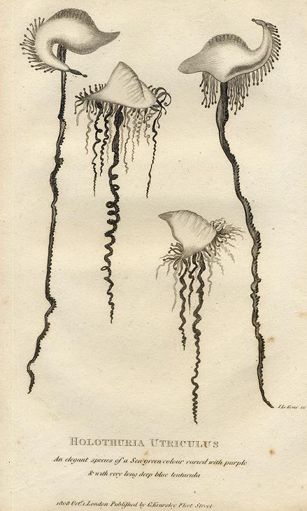 Jellyfish, Holothuria Utriculus, 1819