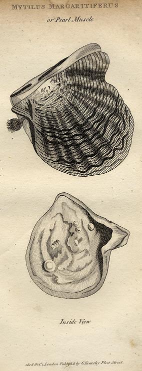 Pearl Muscle, 1819