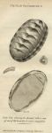 Chiton squamosus, 1819
