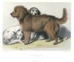 The Three Dogs, after Landseer, published 1878