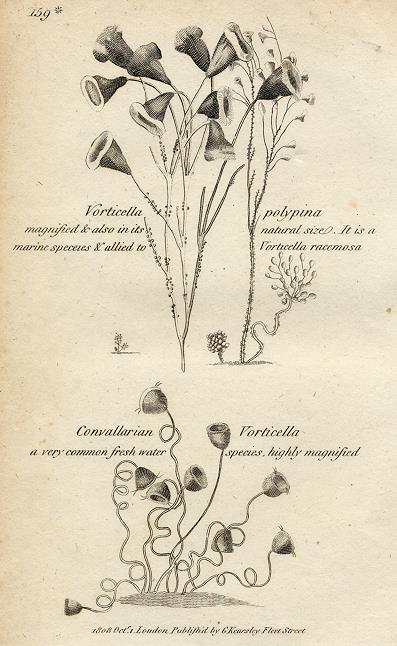 Protozoa - Vorticella, 1819