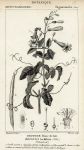 Botanical, Bignoneia lactiflora, 1829