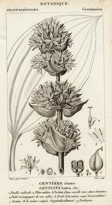 Botanical, Gentiana lutea, 1829