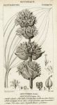 Botanical, Gentiana lutea, 1829