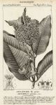 Botanical, Asclepiade syriaca, 1829