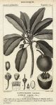 Botanical, Achras sapota, 1829