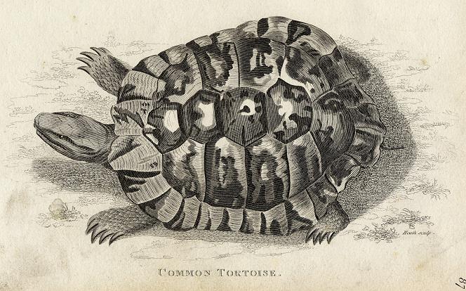 Common Tortoise, 1819