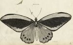 Papilio priamus, 1819