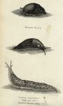 Slugs, 1819