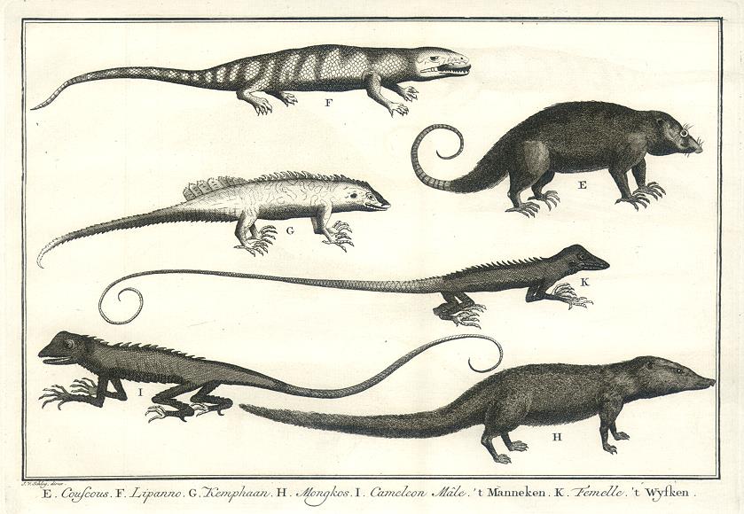 Lizards, Mongoose & Couscous of West Africa, 1760