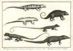 Lizards, Mongoose & Couscous of West Africa, 1760