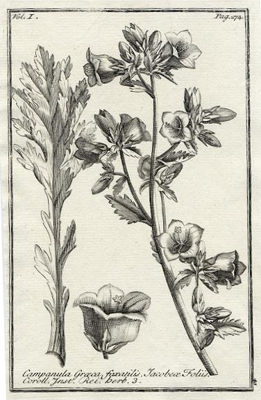 Botany, Greek plants, 1761