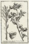 Botany, Greek plants, 1761