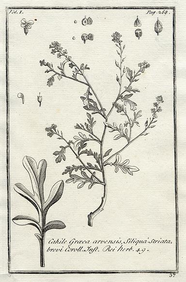 Botany, Greek plants, 1761