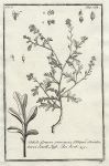 Botany, Greek plants, 1761