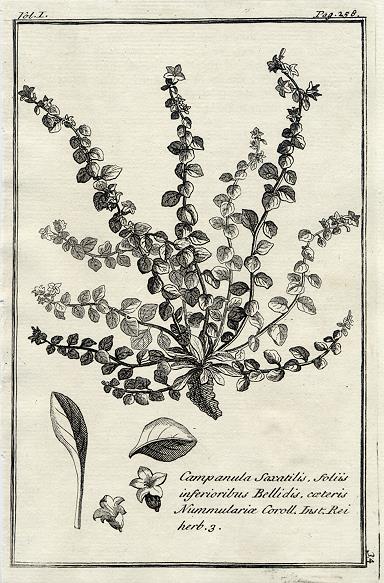 Botany, Greek plants, 1761