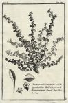 Botany, Greek plants, 1761