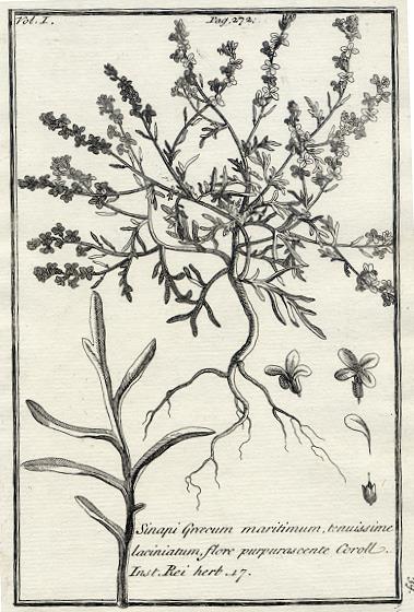 Botany, Greek plants, 1761