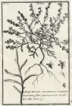 Botany, Greek plants, 1761