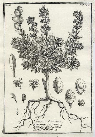 Botany, Greek plants, 1761