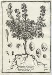 Botany, Greek plants, 1761