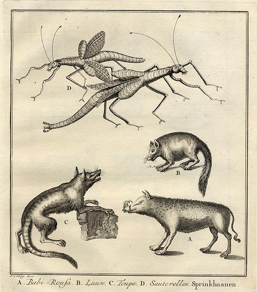 West Africa - Locust & animals, 1760