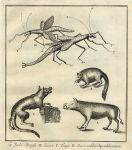 West Africa - Locust & animals, 1760