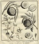 West Africa - fruit & plants, 1760