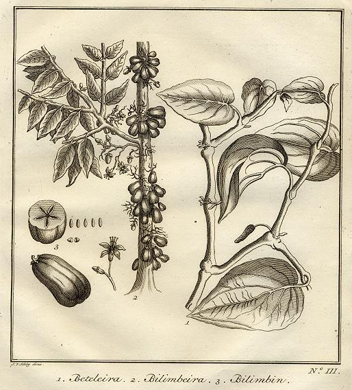 West Africa - fruit & plants, 1760