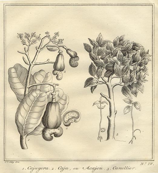 West Africa - fruit & plants, 1760