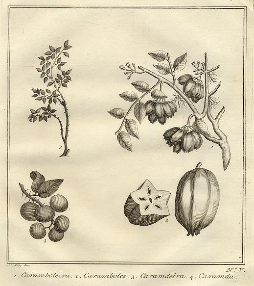 East Indies? - fruit & plants, 1760