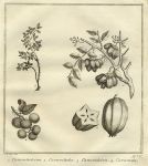 East Indies? - fruit & plants, 1760