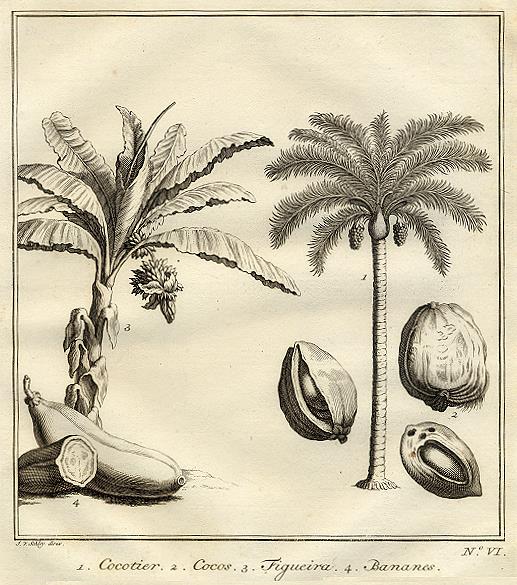 East Indies - coconut palm & banana tree, 1760