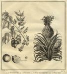 Pineapple, 1760