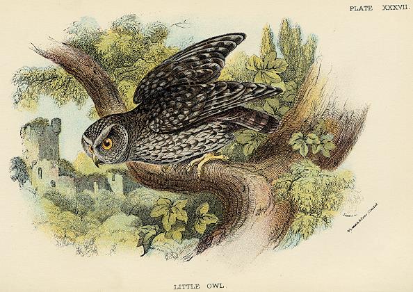 Little Owl print, 1896