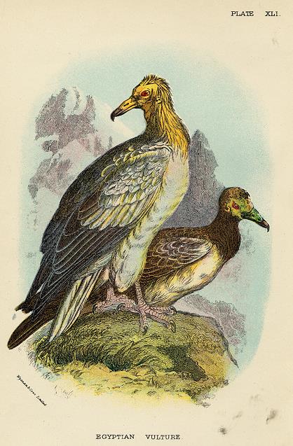 Egyptian Vulture print, 1896