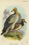 Egyptian Vulture print, 1896