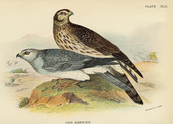 Hen Harrier print, 1896