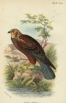 Marsh Harrier print, 1896