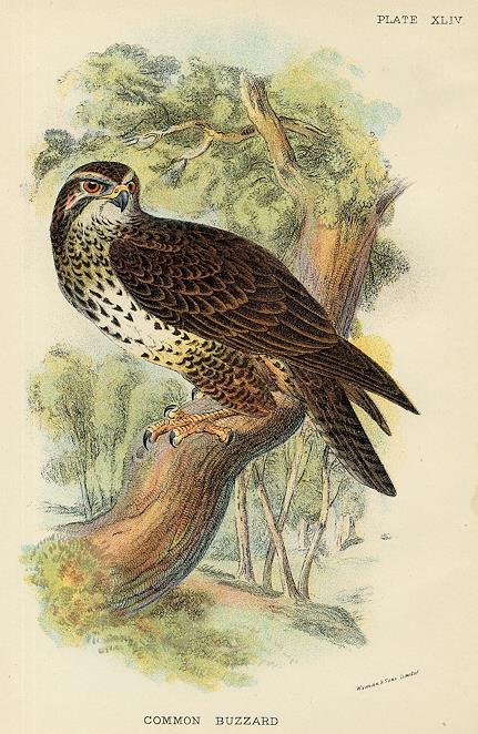 Common Buzzard print, 1896