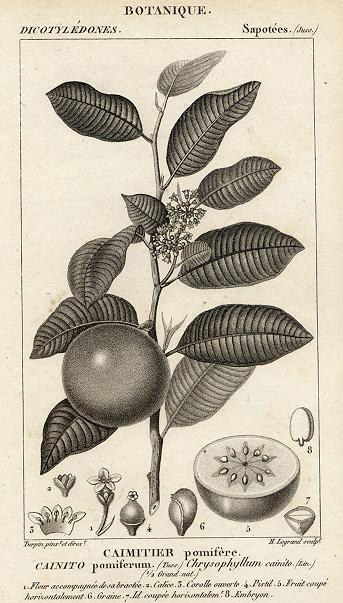 Botanical, Caimitier pomisere, 1829