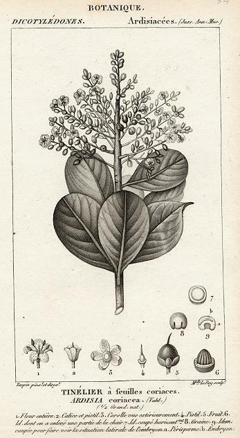 Botanical, Ardisia coriacea, 1829