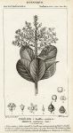 Botanical, Ardisia coriacea, 1829