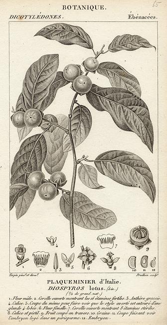 Botanical, Diospyros lotus, 1829