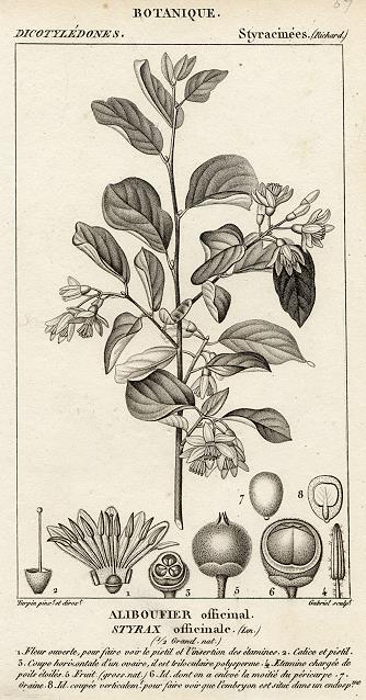 Botanical, Styrax officinale, 1829