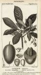 Botanical, Bassia longifolia, 1829