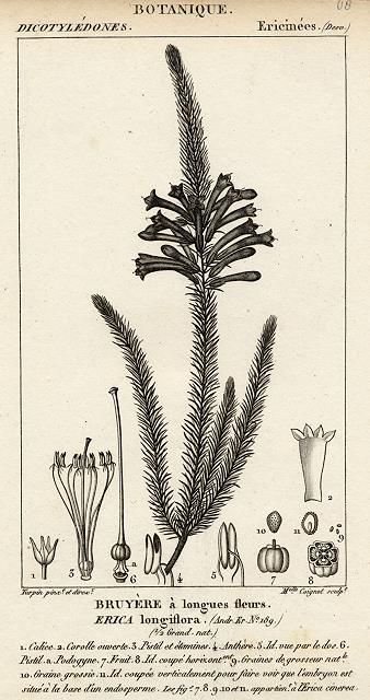 Botanical, Erica longiflora, 1829